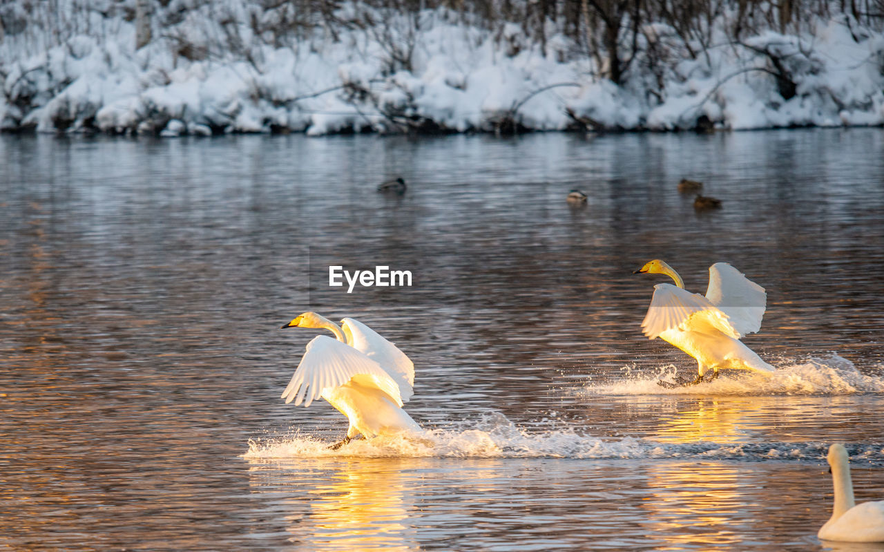 Whooper swans wintering on a lake in the altai territory