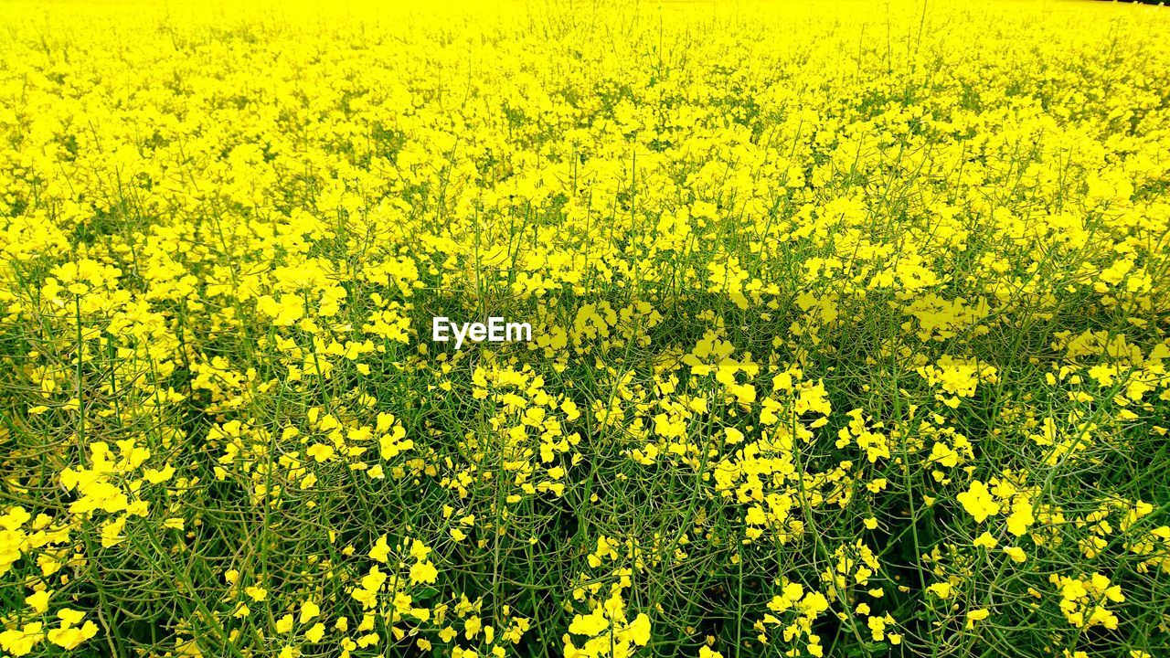 Yellow flowers growing in field