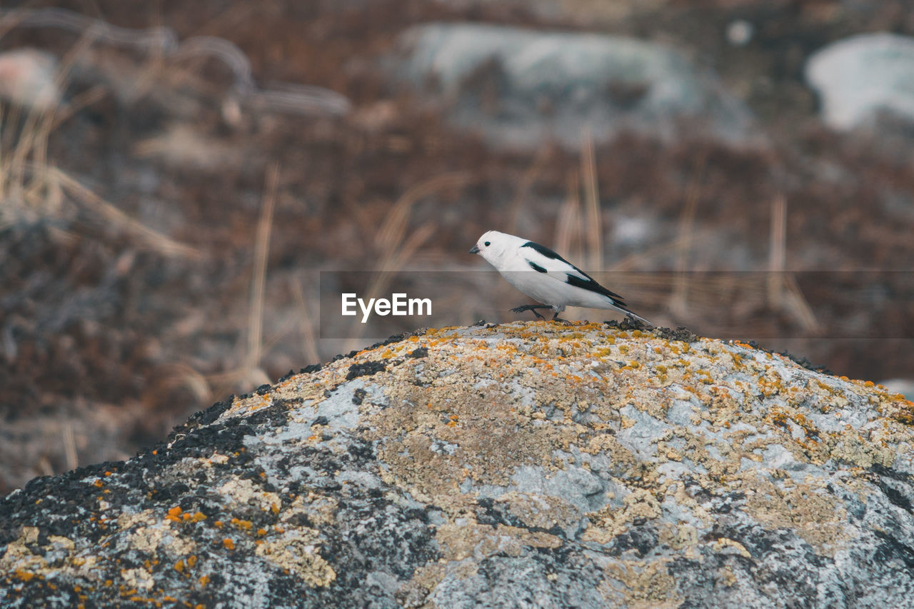 Close-up of bird perching on rock