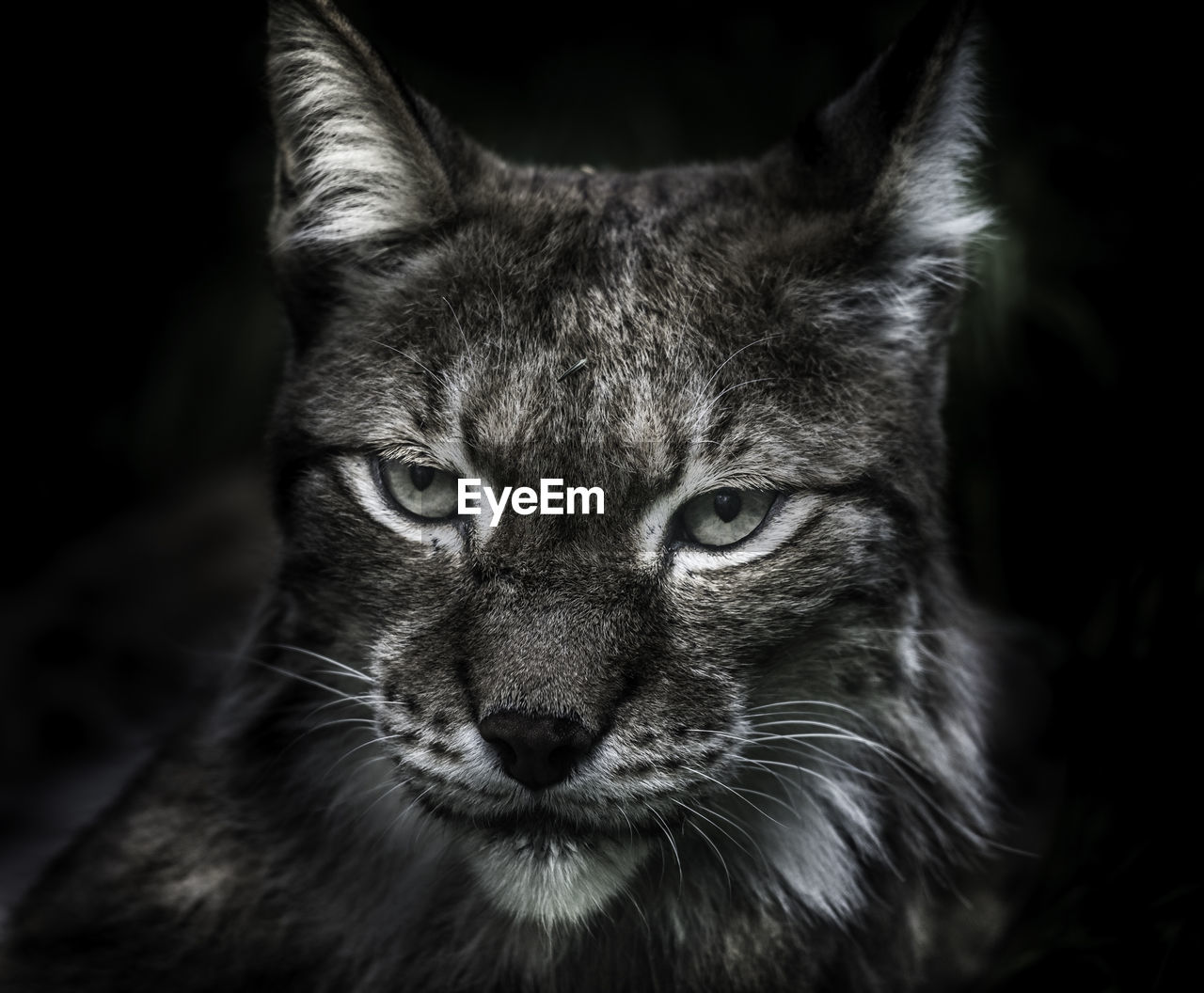 CLOSE-UP PORTRAIT OF CAT AT BLACK BACKGROUND