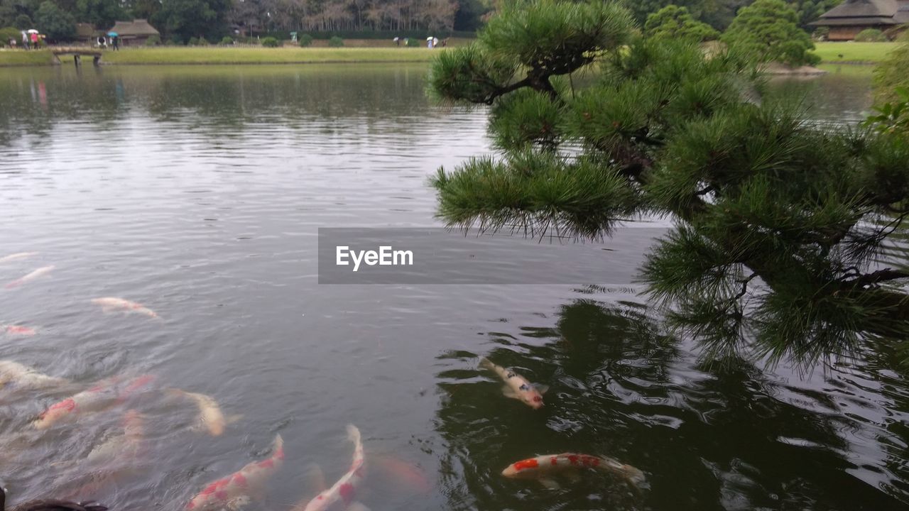 SCENIC VIEW OF LAKE WITH REFLECTION