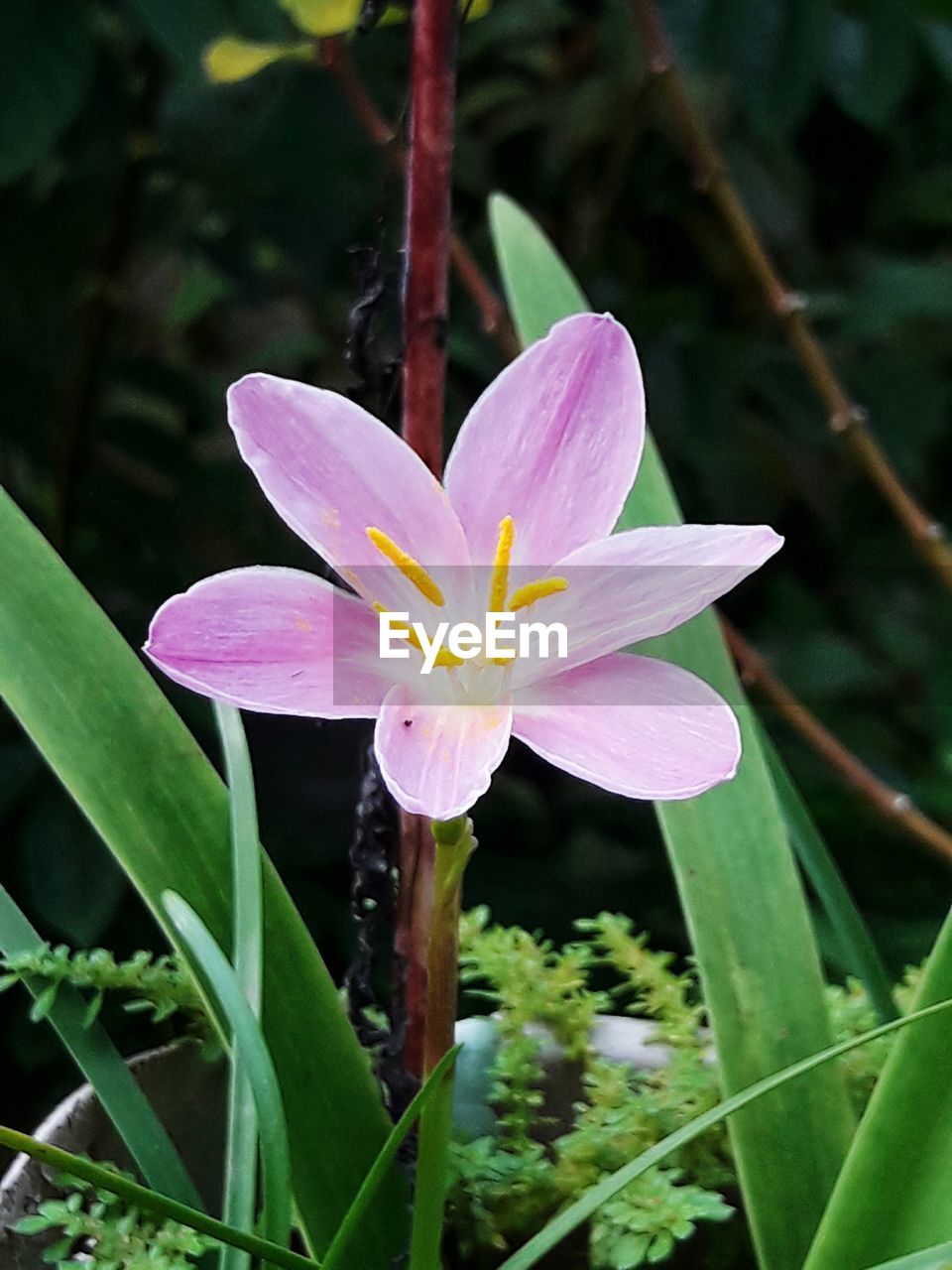 CLOSE-UP OF FLOWER