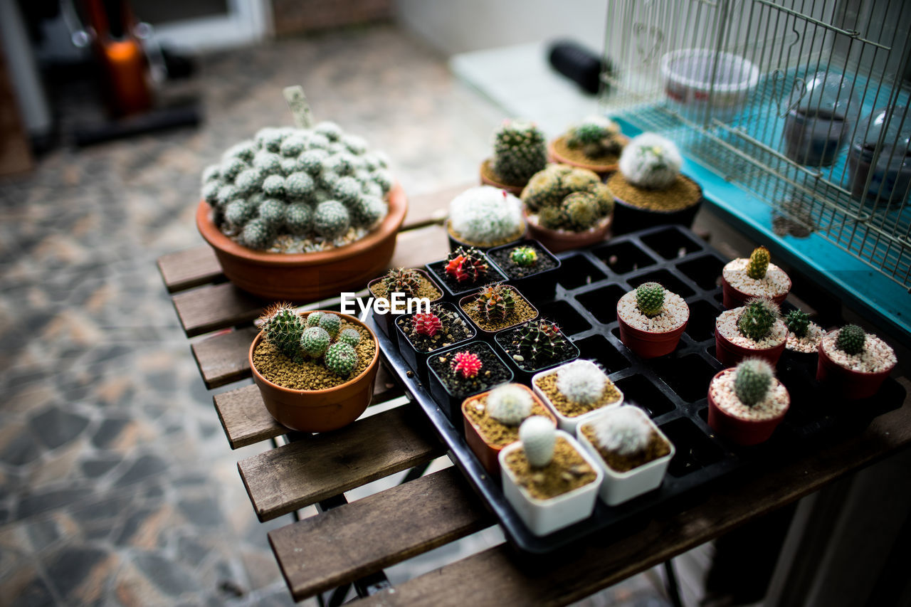 HIGH ANGLE VIEW OF FOOD AND POTTED PLANT ON TABLE