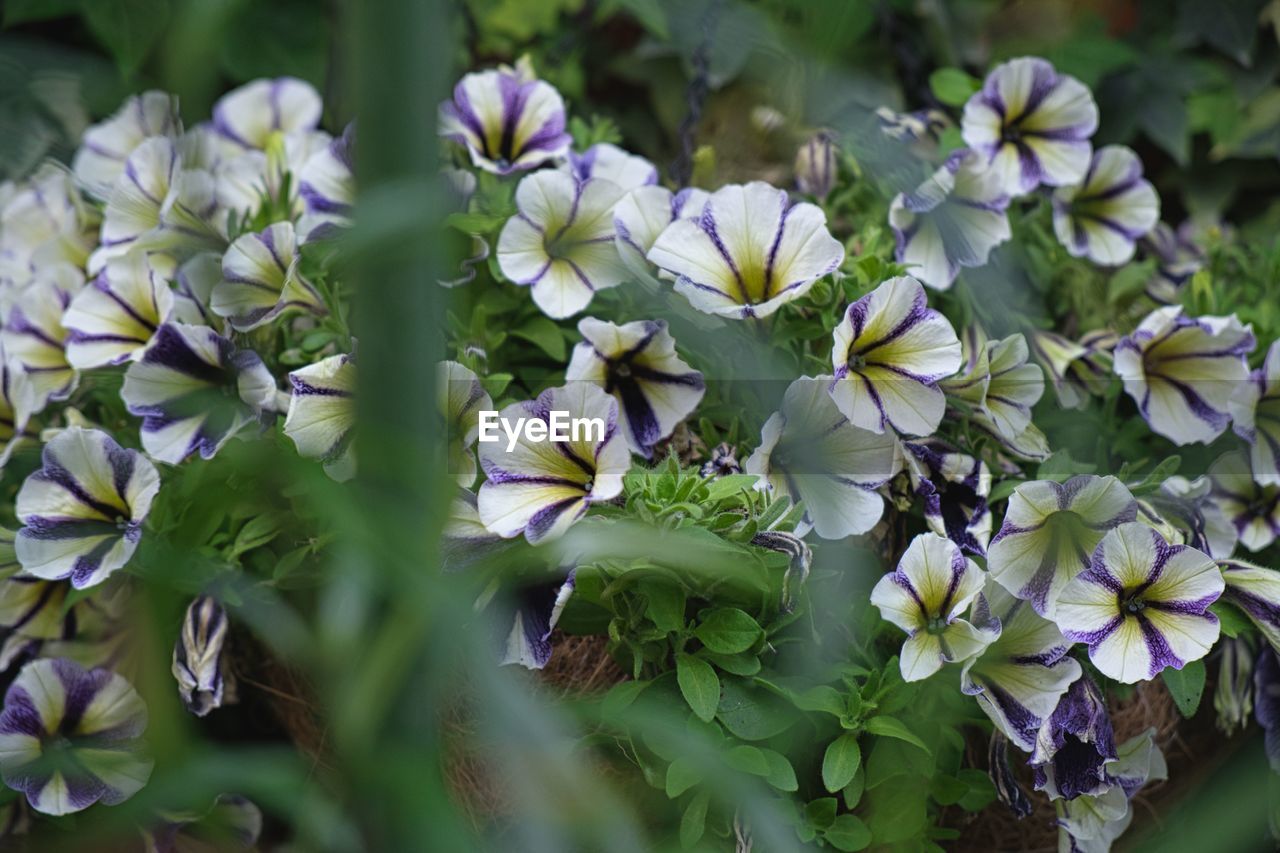 Close-up of white flowering plants