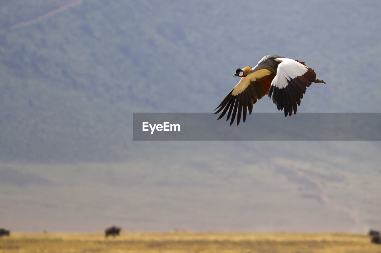 Bird flying against sky