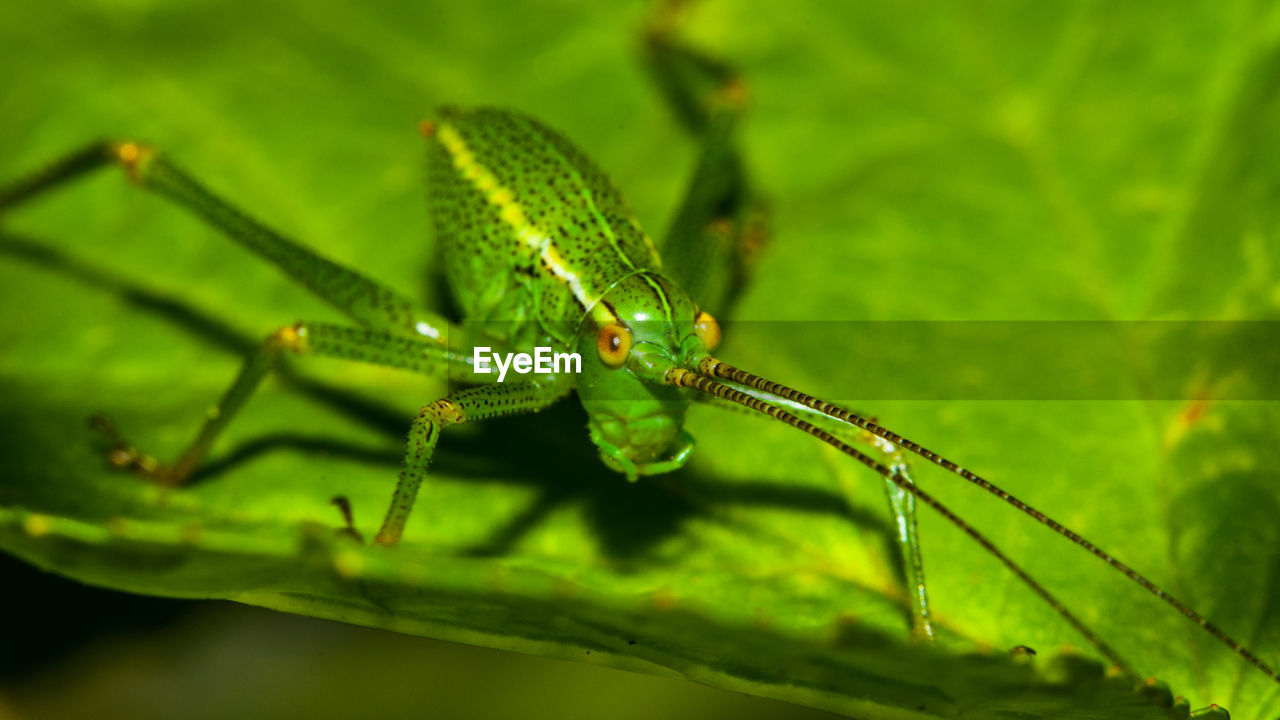 CLOSE-UP OF GRASSHOPPER ON PLANT