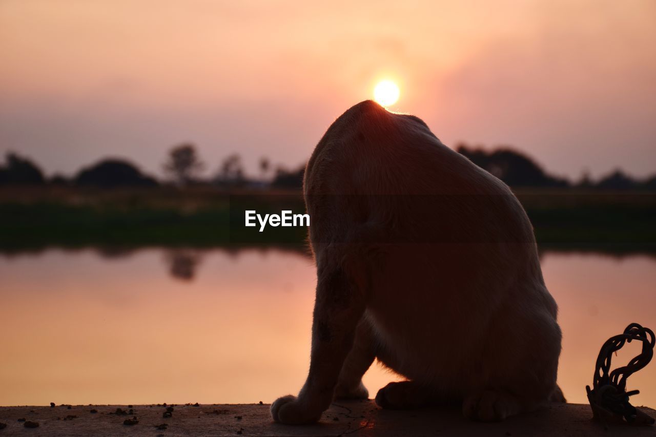 ELEPHANT IN A LAKE