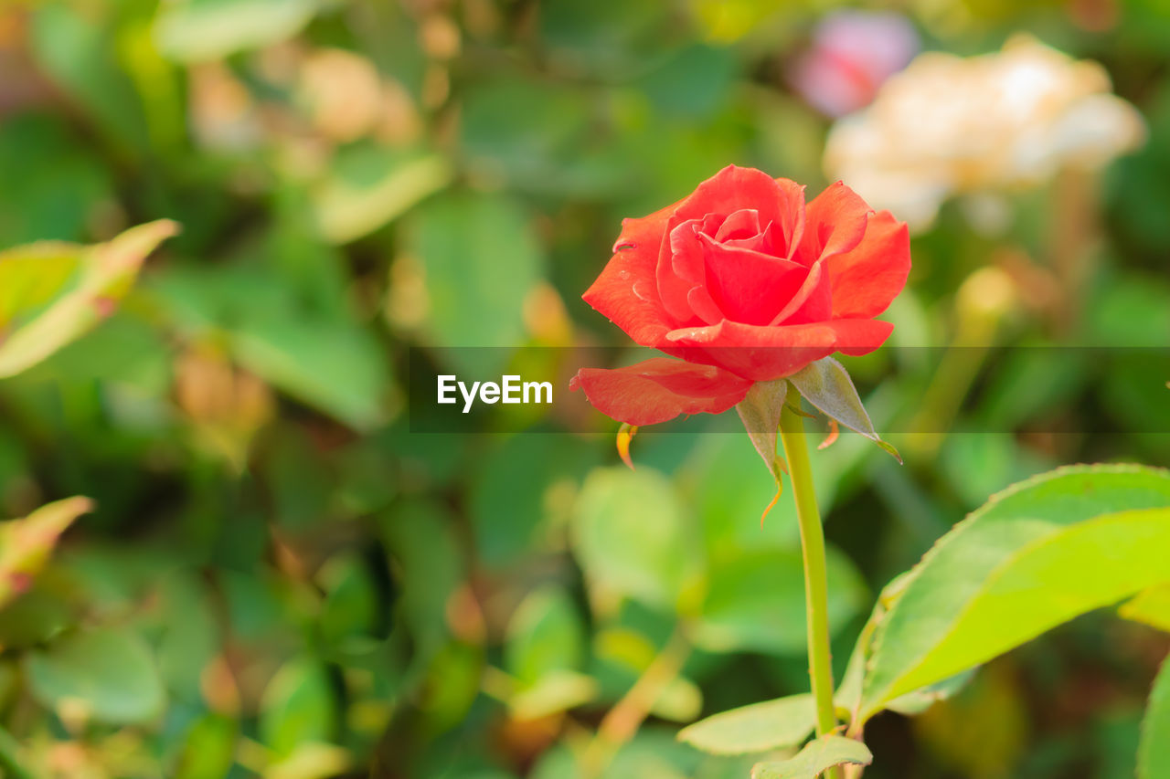 RED ROSE BLOOMING OUTDOORS