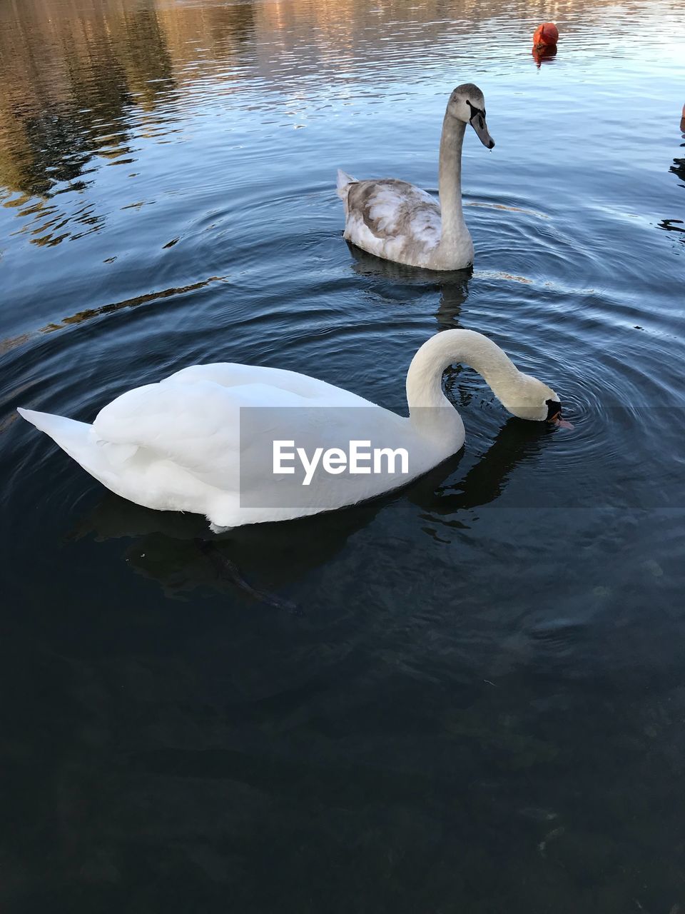 SWANS SWIMMING ON LAKE