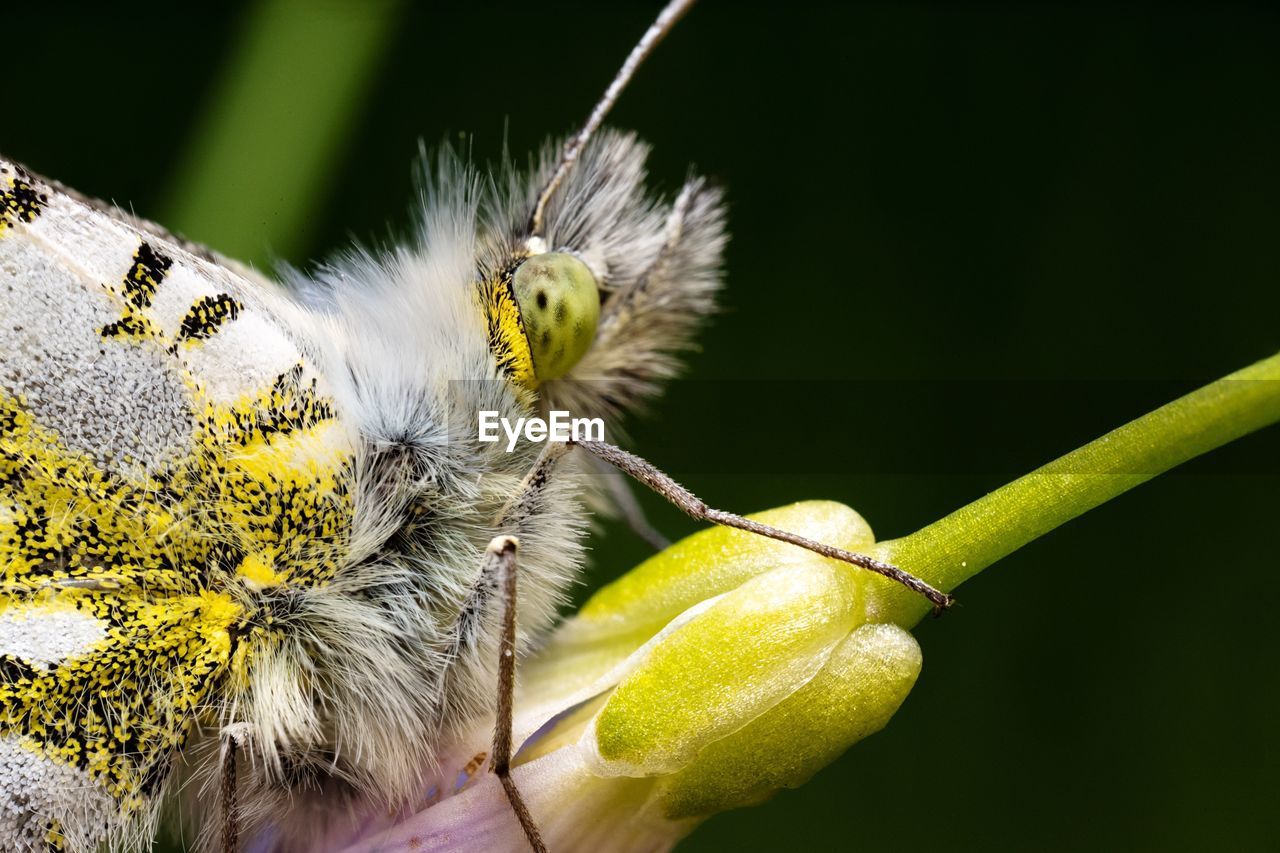 CLOSE-UP OF BUTTERFLY ON FLOWER