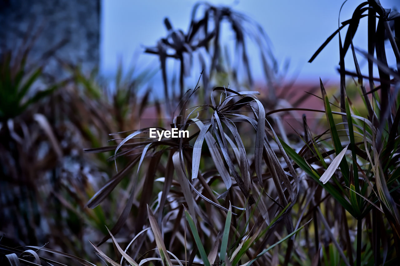 plant, nature, grass, growth, focus on foreground, flower, no people, leaf, beauty in nature, sunlight, close-up, land, sky, macro photography, branch, outdoors, field, green, tranquility, day, tree, environment, landscape, plant part