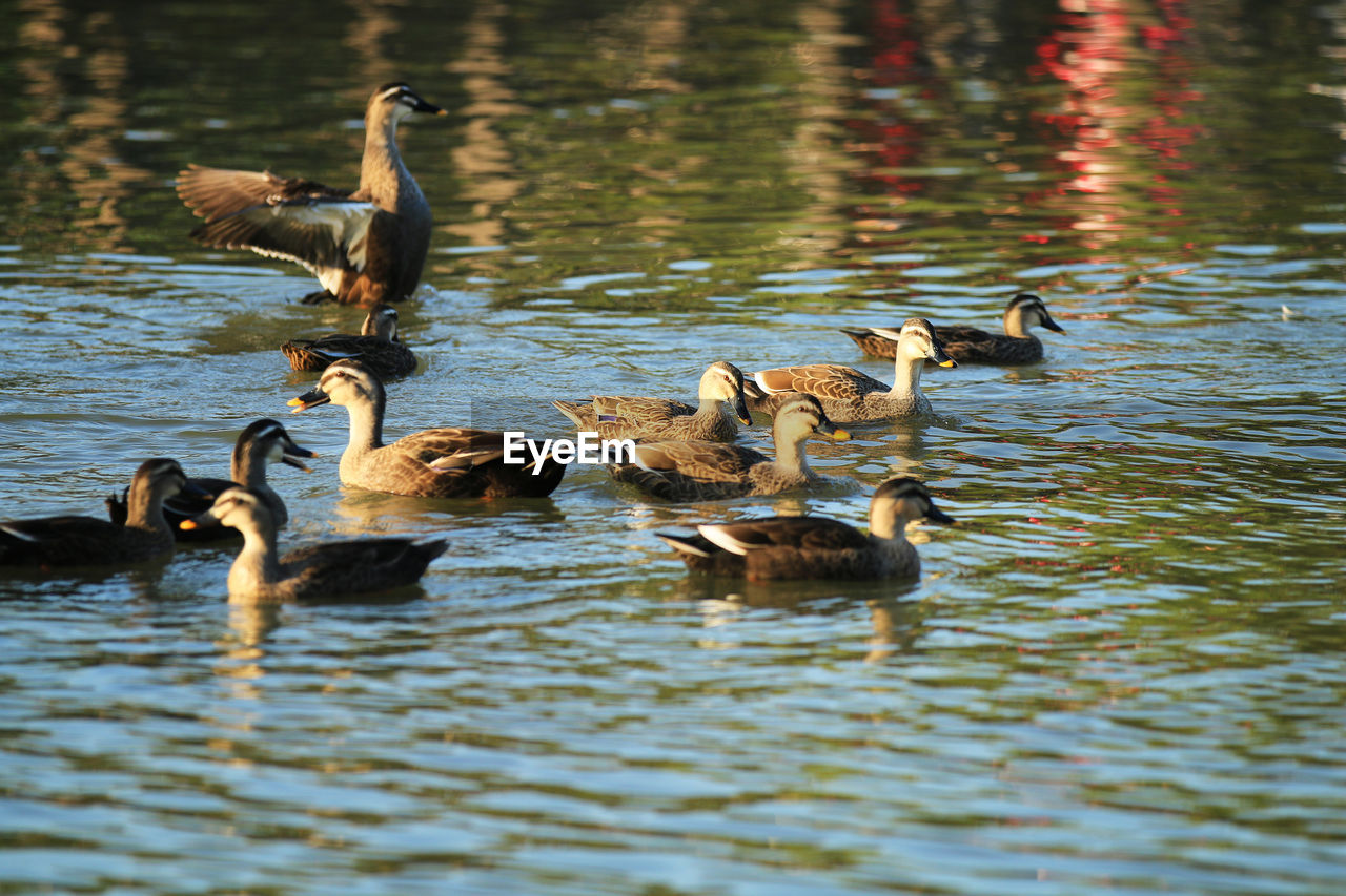 Ducks frolicking in the park lake