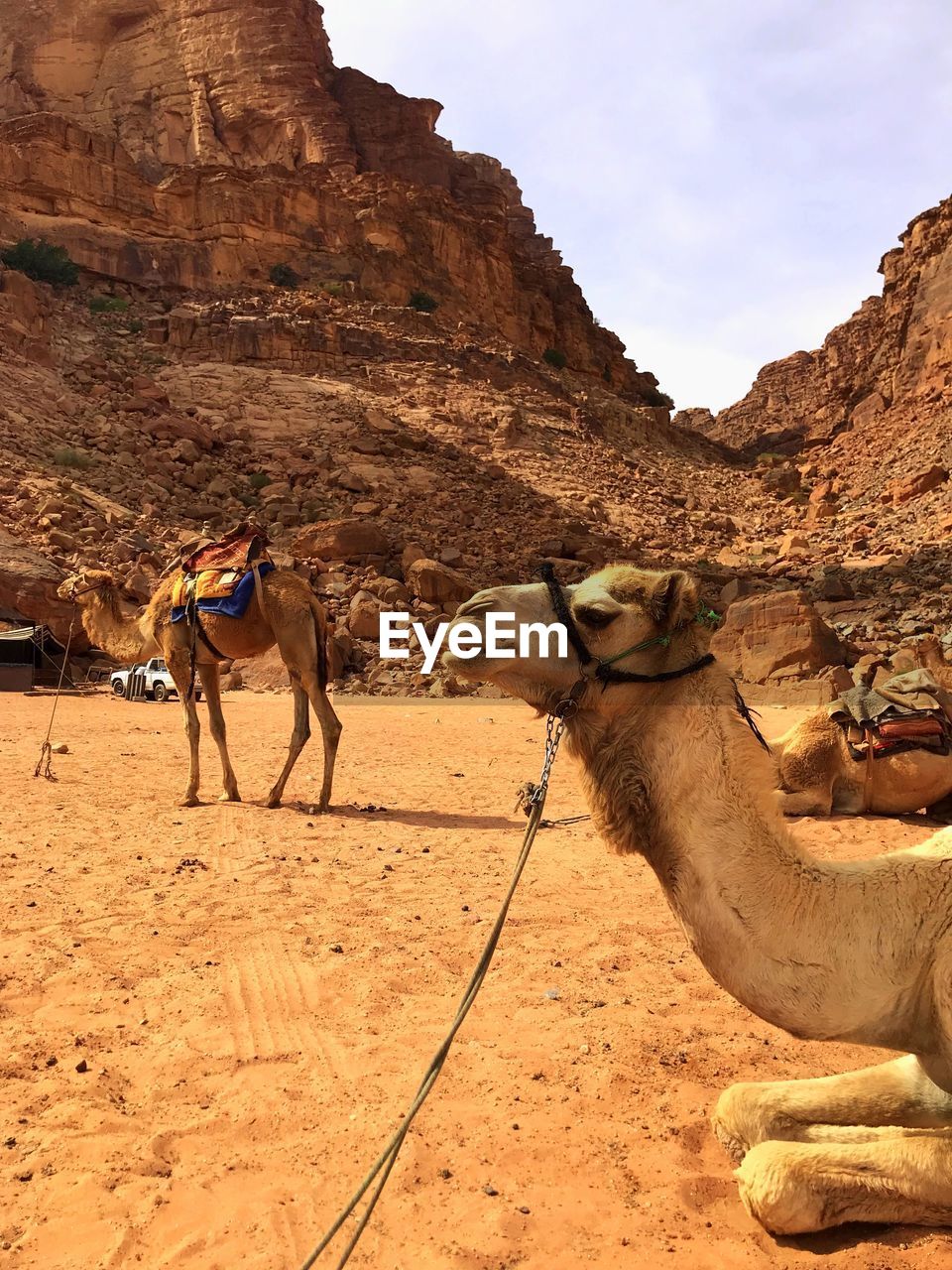 Camels in wadi rum desert in jordan