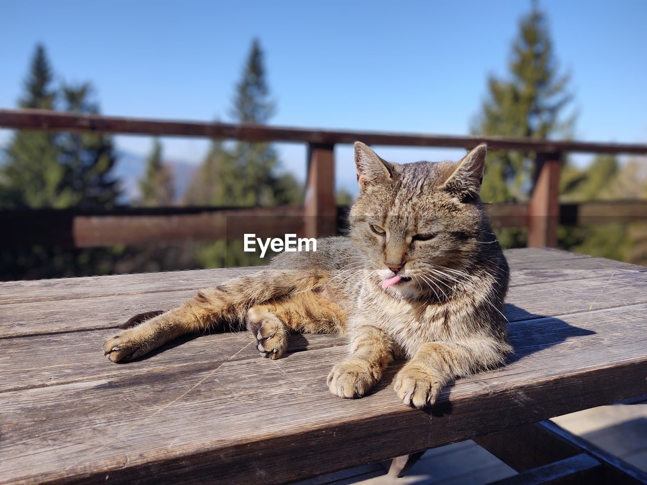 Cat in the nature near the mountain cabin or chalet. slovakia