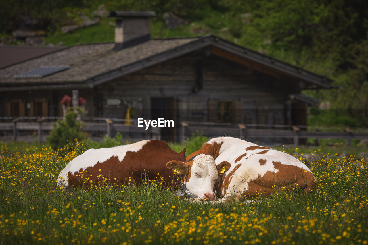 Mountain landscapes from austrian alps in springtime.