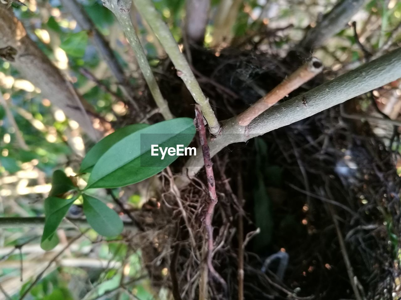 HIGH ANGLE VIEW OF A LIZARD ON TREE