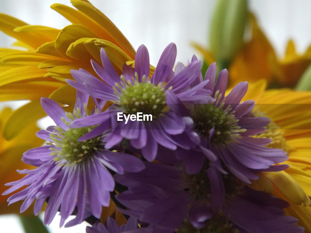 CLOSE-UP OF YELLOW FLOWERS BLOOMING