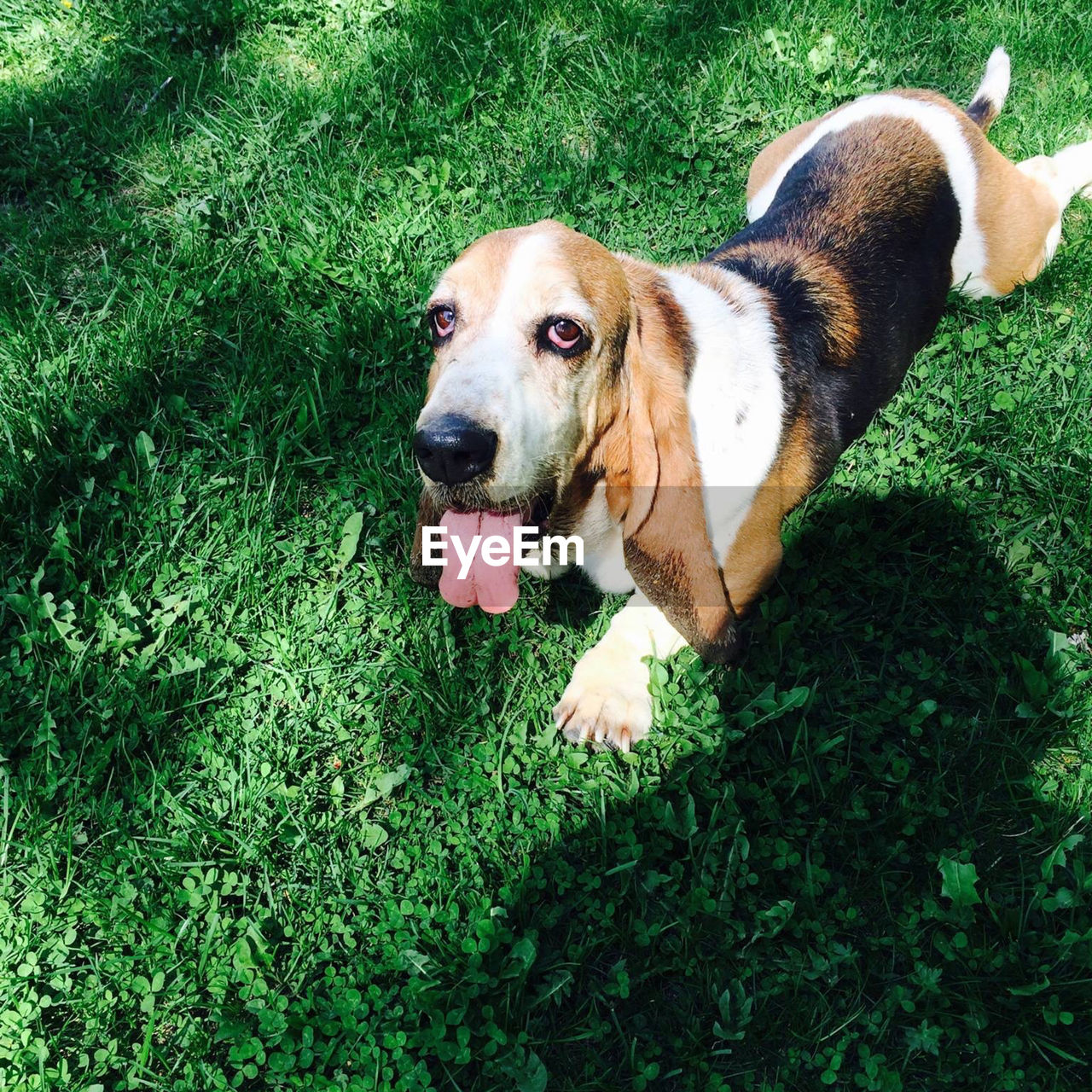 HIGH ANGLE VIEW OF DOG LYING ON FIELD