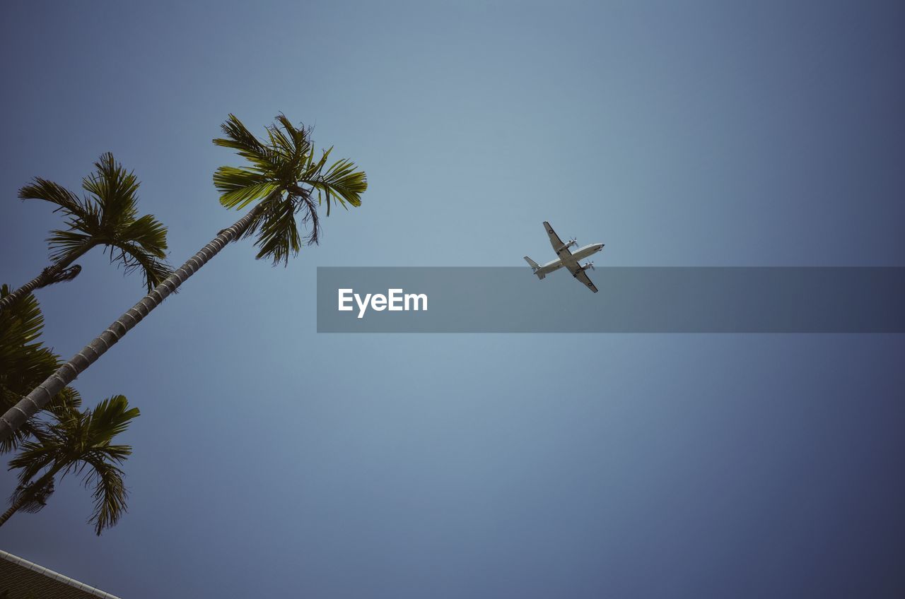 Low angle view of palm trees and plane in sky