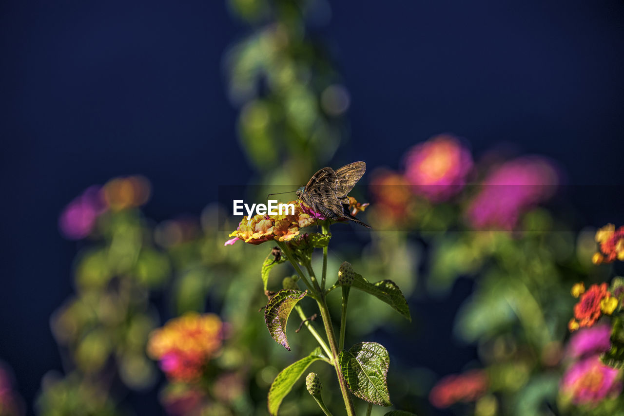 CLOSE-UP OF BUTTERFLY POLLINATING ON PINK FLOWER