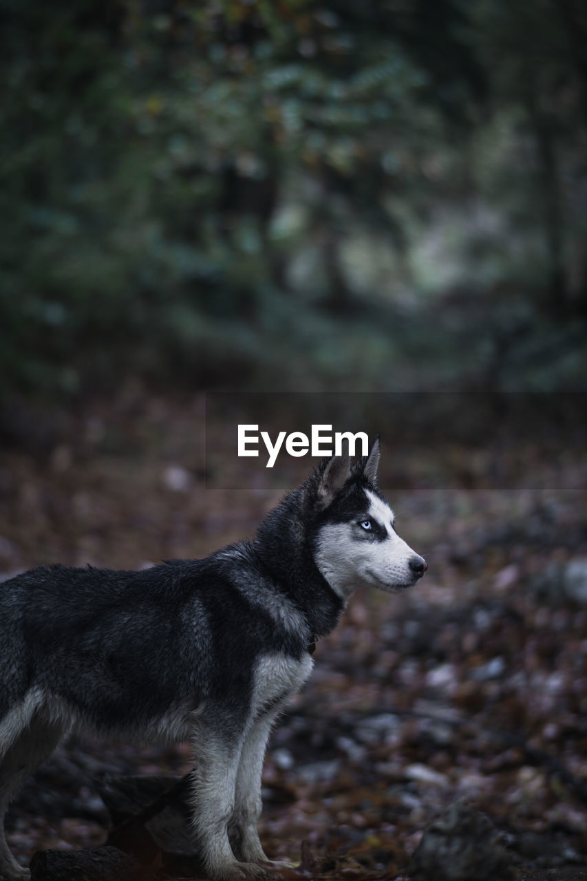 Dog looking away in forest