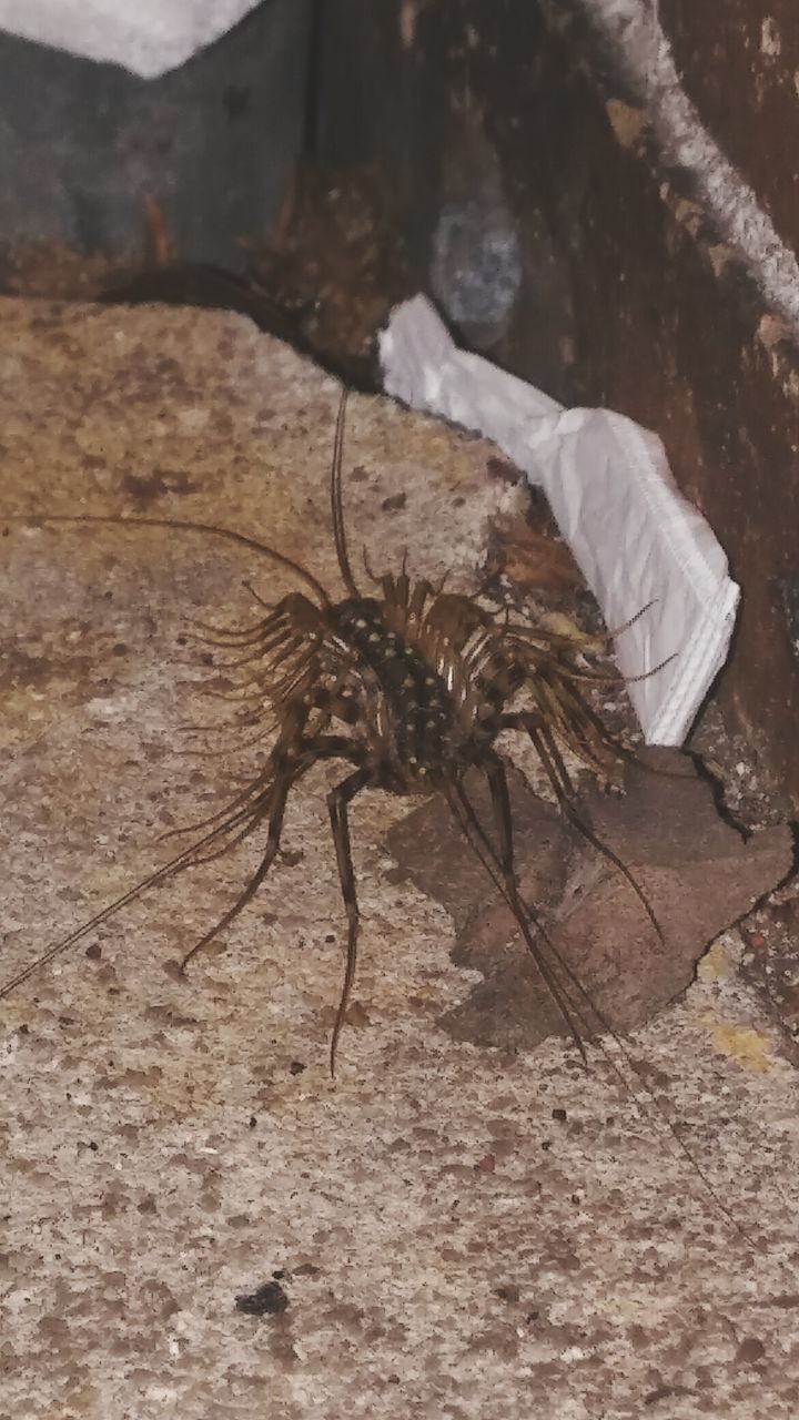 Close-up of insect on floor