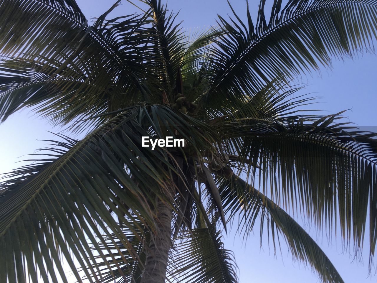 LOW ANGLE VIEW OF PALM TREES