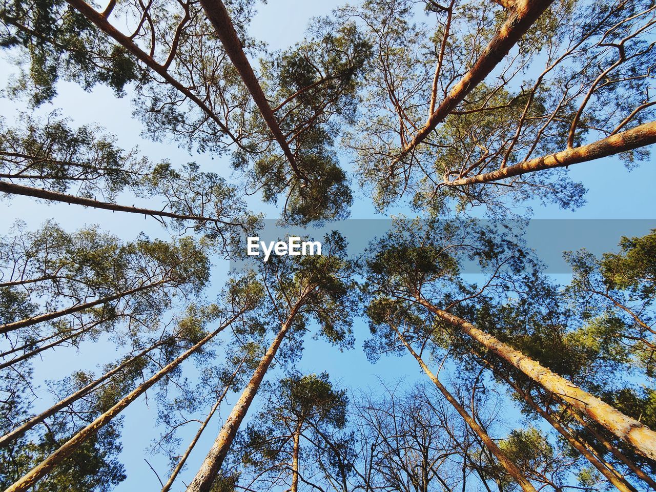 Symmetric low angle view of pine trees against blue sky