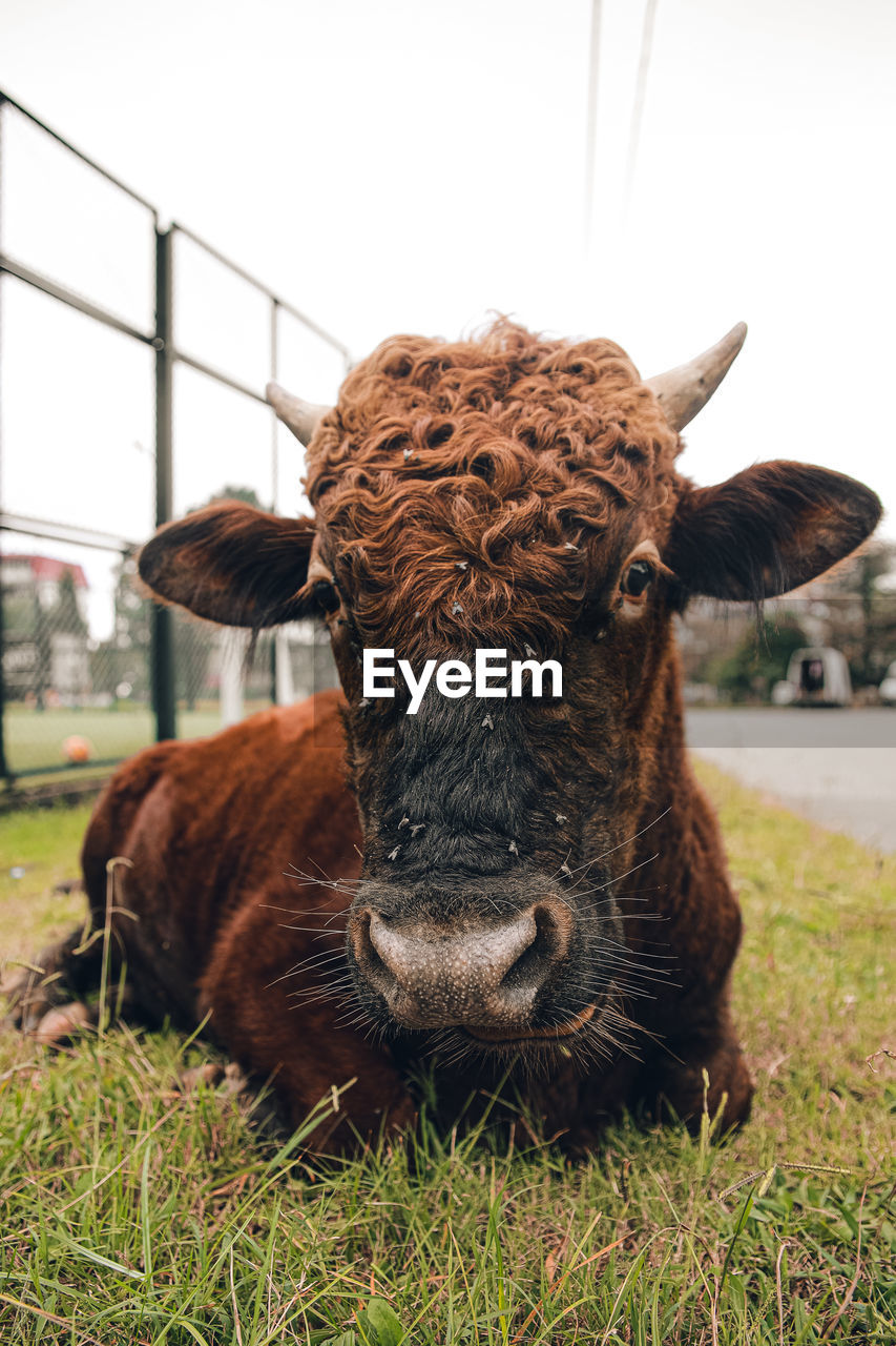 Portrait of cow on grassy field