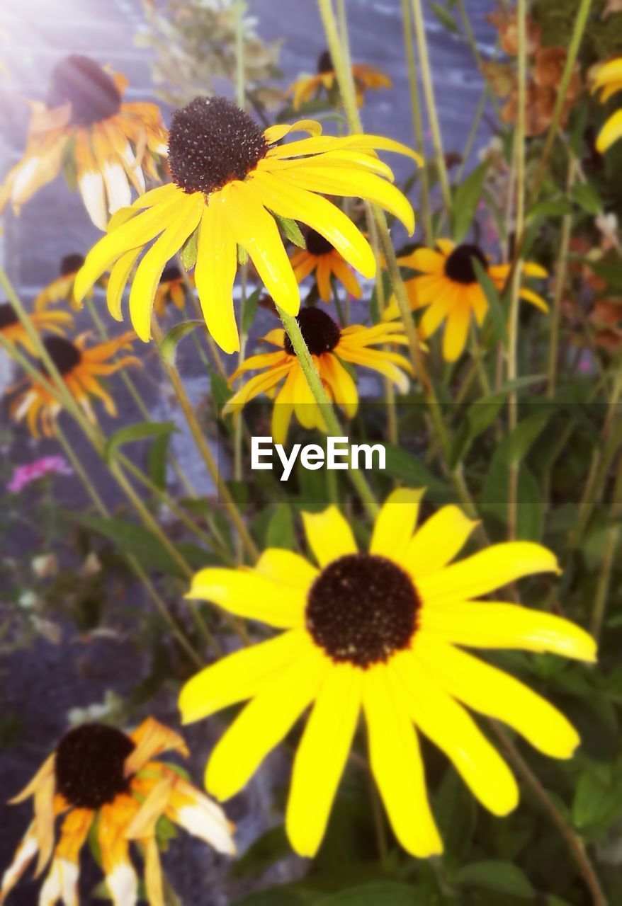 CLOSE-UP OF YELLOW FLOWERS