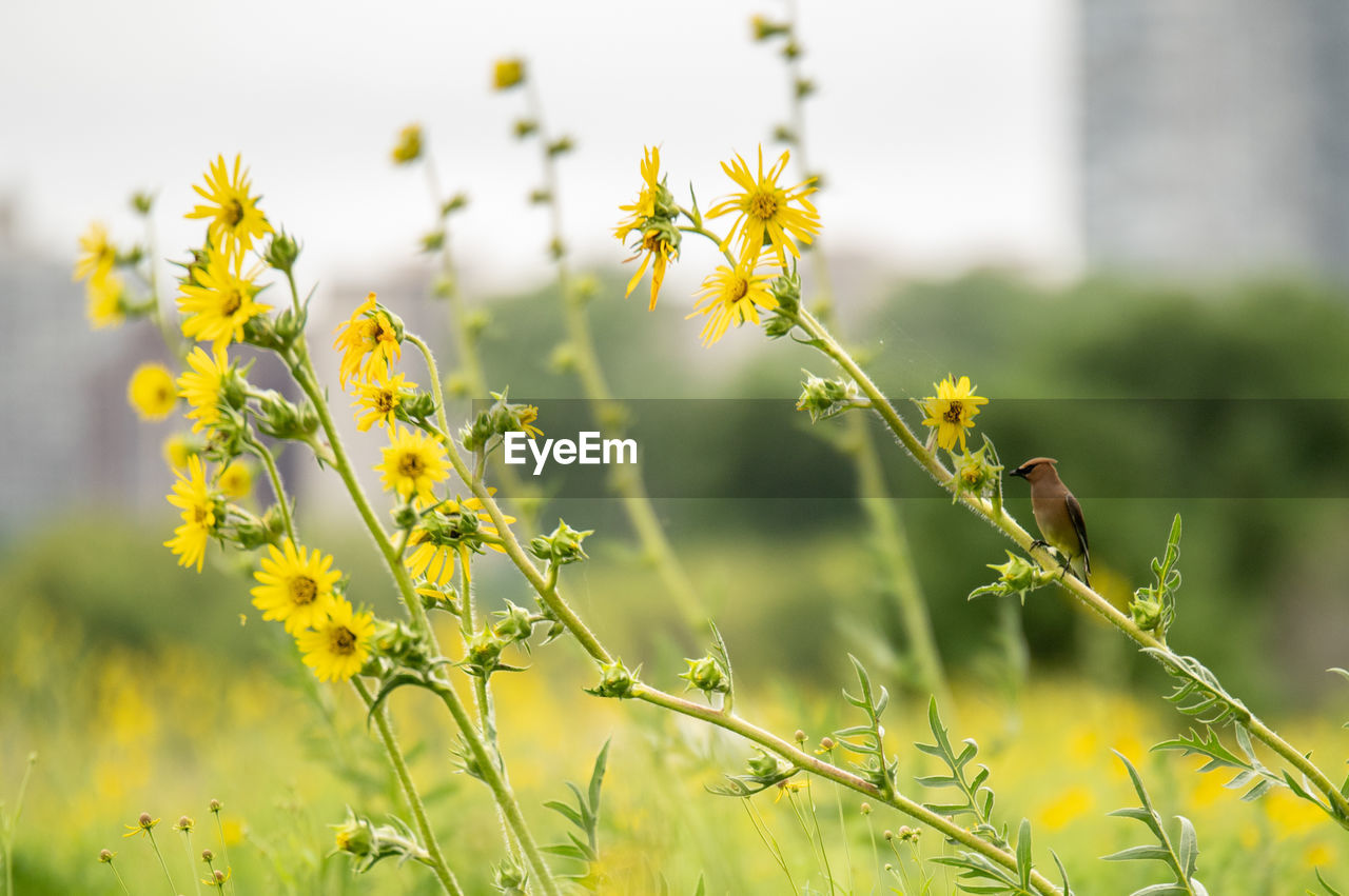 plant, yellow, flower, flowering plant, meadow, beauty in nature, nature, freshness, rapeseed, field, growth, prairie, landscape, grass, focus on foreground, springtime, no people, environment, close-up, land, summer, green, wildflower, sunlight, outdoors, produce, plain, rural scene, sky, food, food and drink, macro photography, blossom, selective focus, day, grassland, agriculture, animal wildlife, fragility, canola, social issues, tranquility, environmental conservation, animal, plant part, vibrant color, flower head, tree, animal themes, scenics - nature, mustard, leaf