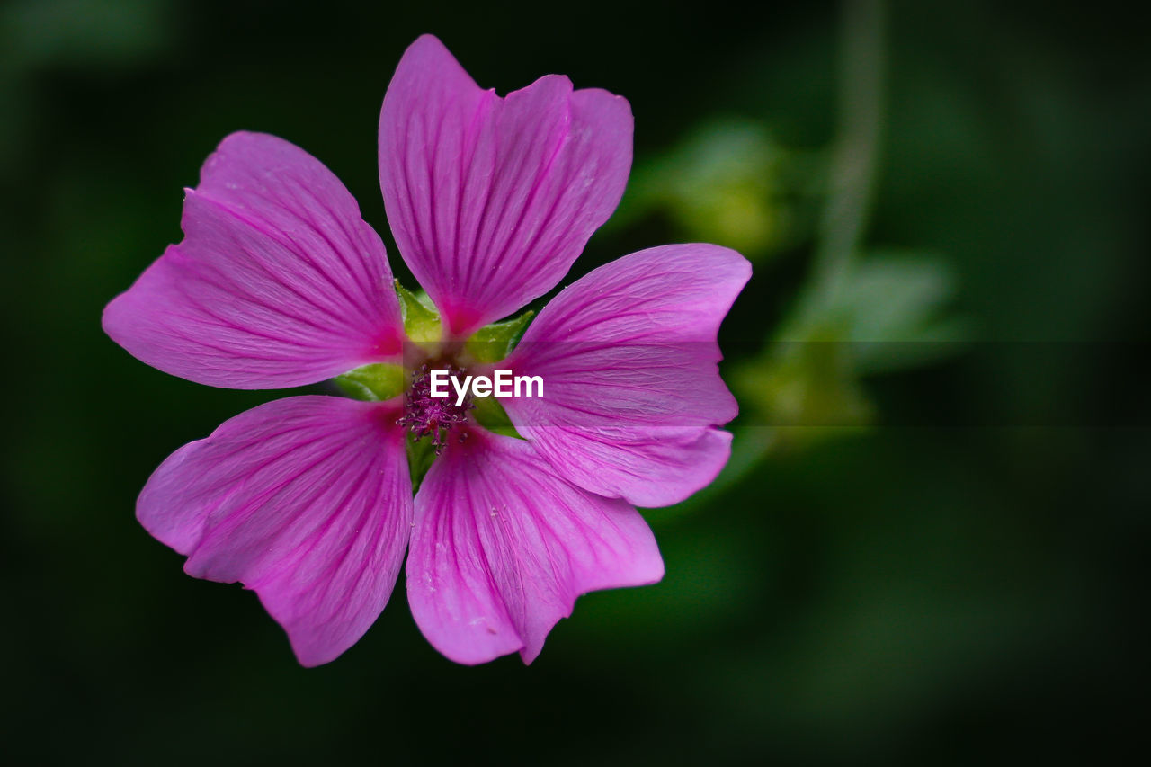 Close-up of pink flower