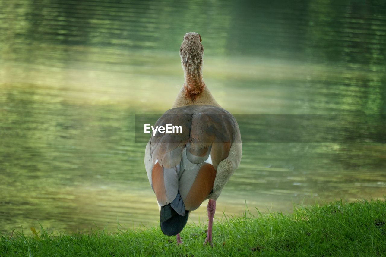 REAR VIEW OF BIRD ON ROCK
