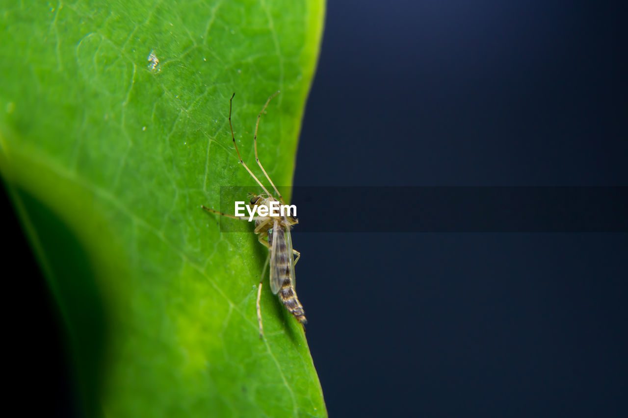 CLOSE-UP OF INSECT ON PLANT