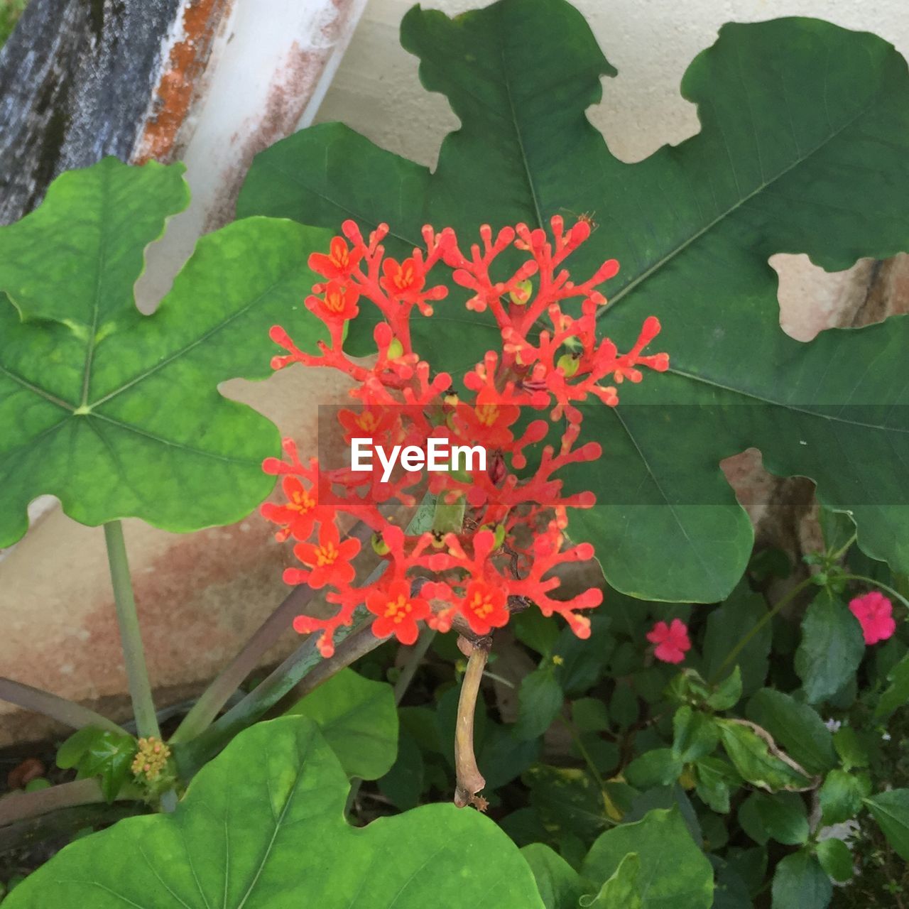 CLOSE-UP OF RED LEAVES