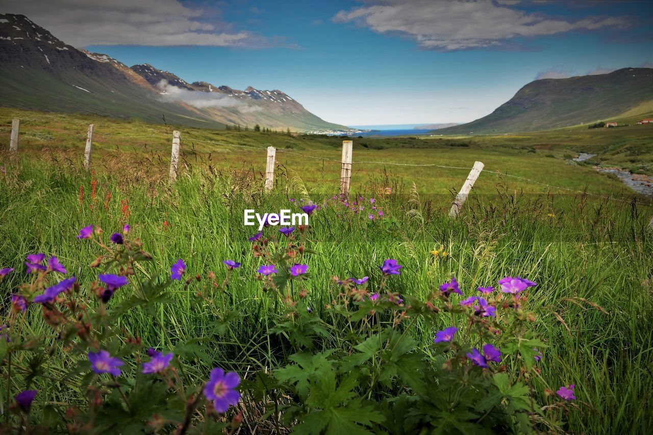 PLANTS GROWING ON FIELD AGAINST MOUNTAIN