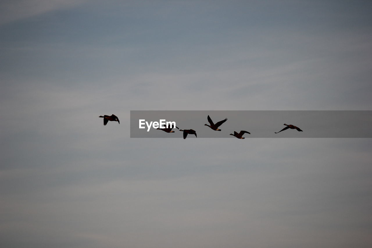 BIRDS FLYING IN SKY