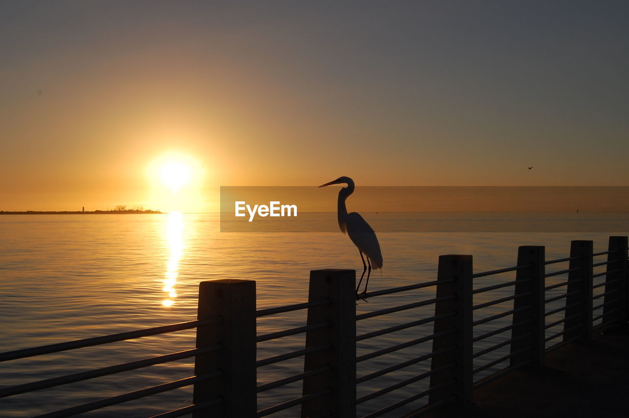 SEAGULL ON WOODEN POST