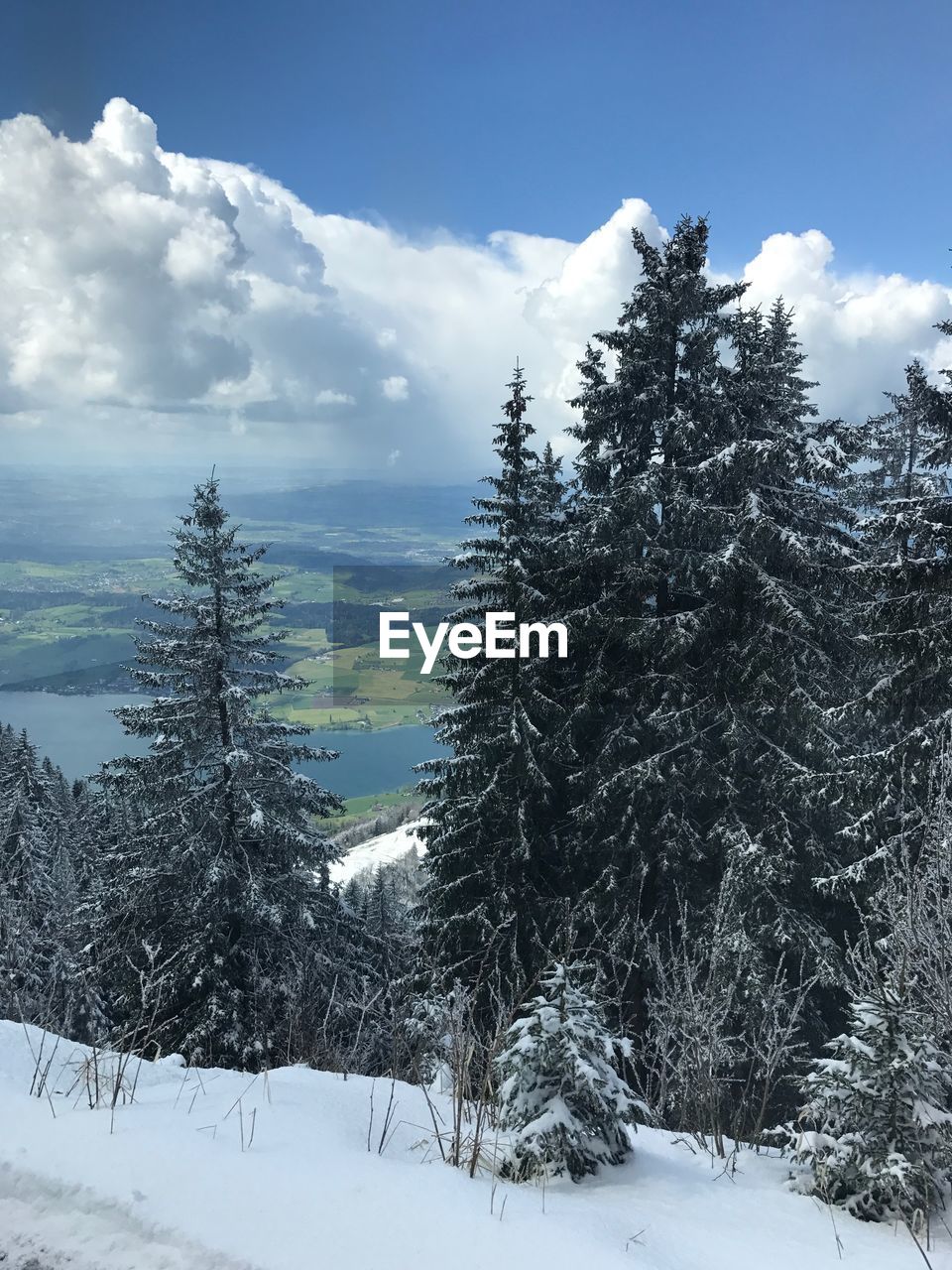 TREES IN FOREST DURING WINTER