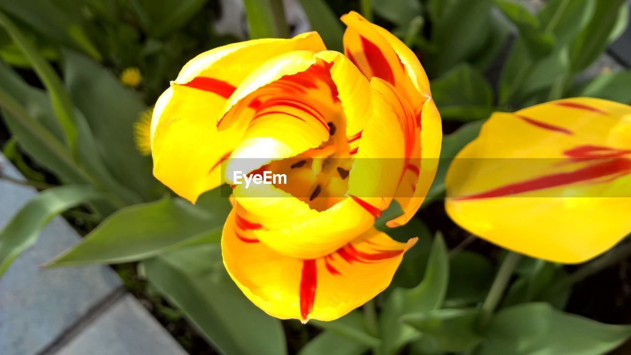 HIGH ANGLE VIEW OF YELLOW TULIPS