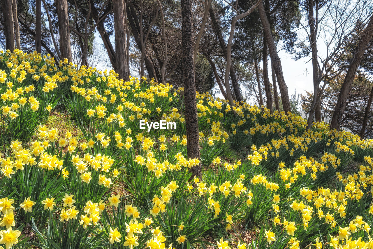 plant, growth, yellow, beauty in nature, flower, flowering plant, freshness, land, nature, tree, fragility, field, meadow, no people, tranquility, day, wildflower, prairie, springtime, green, blossom, abundance, outdoors, sunlight, scenics - nature, tranquil scene, landscape, botany, flower head, inflorescence