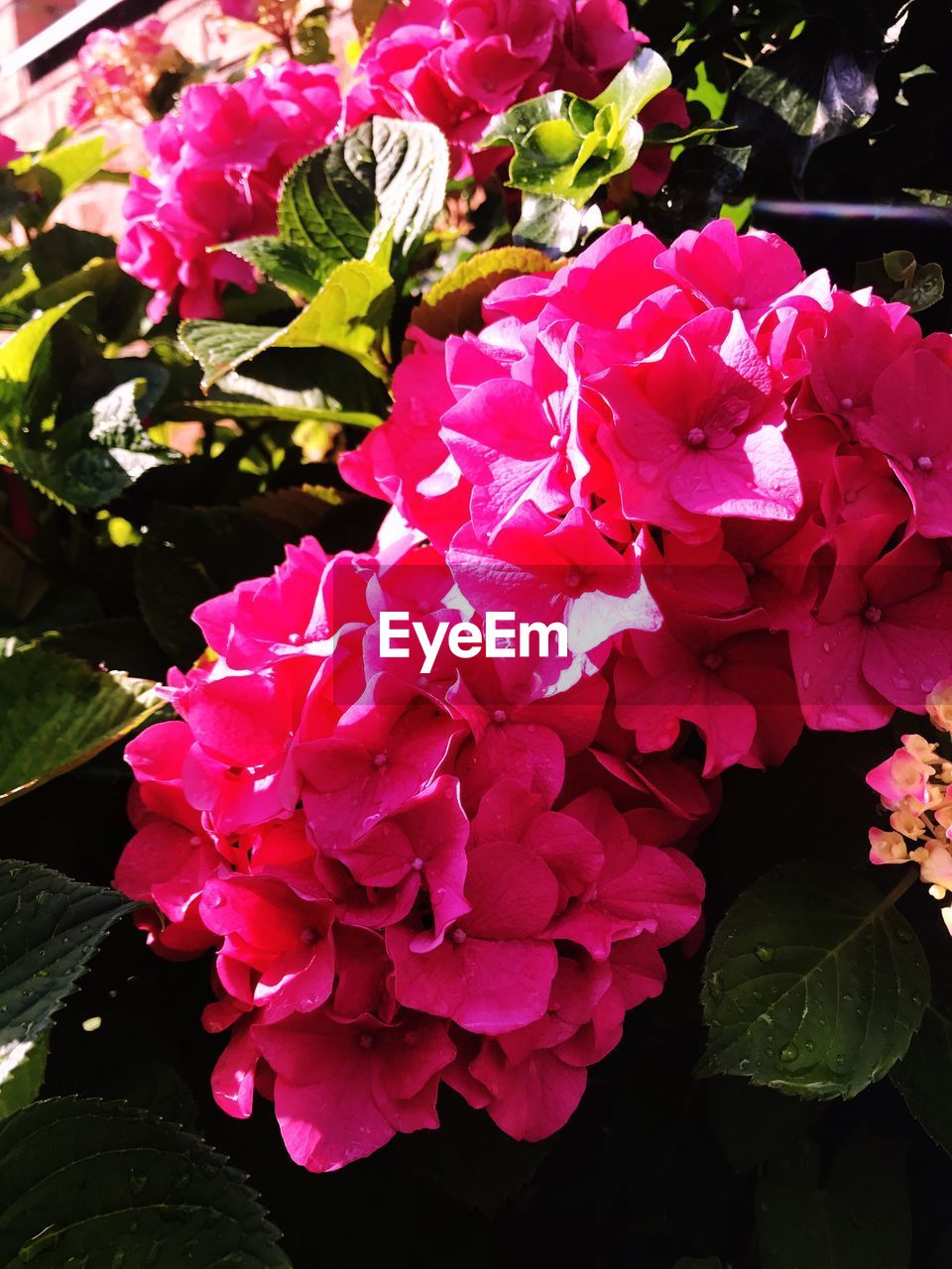 PINK HYDRANGEA BLOOMING OUTDOORS