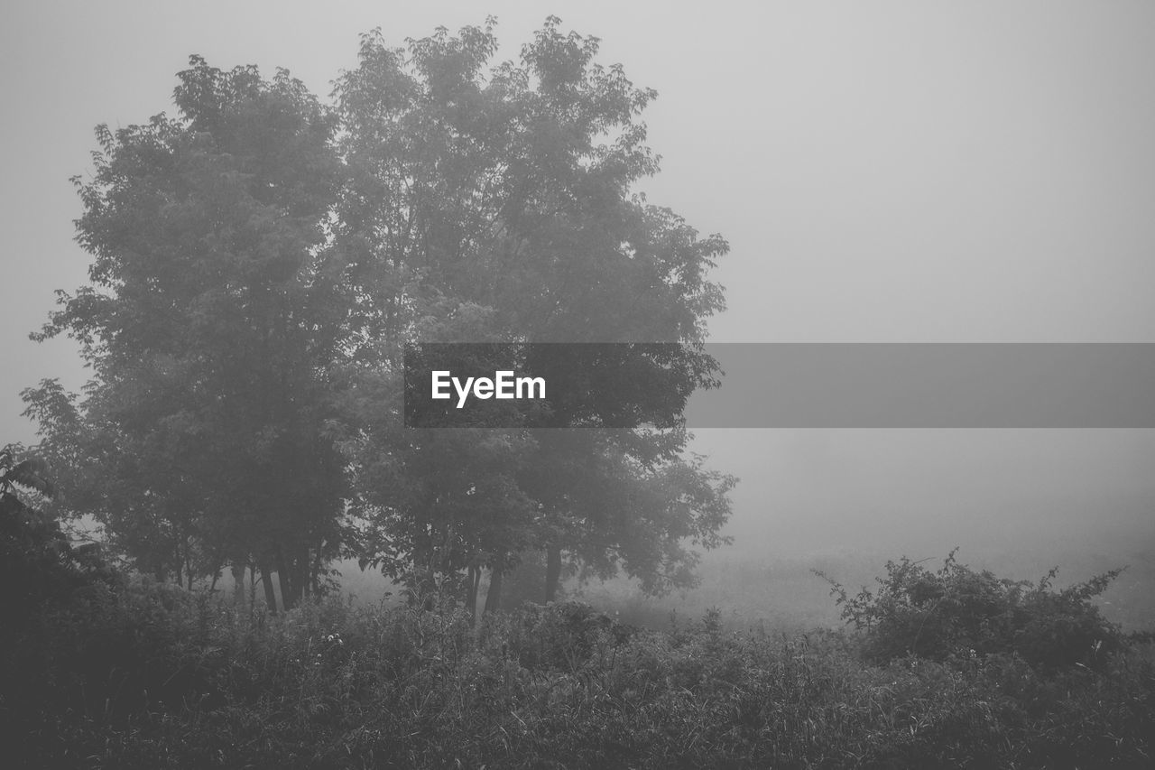 TREE ON FIELD IN FOGGY WEATHER