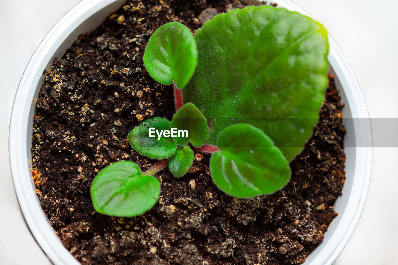 Close-up of potted plant