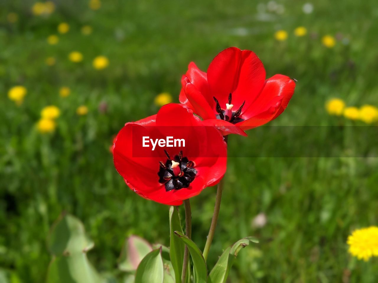 CLOSE-UP OF RED POPPY ON PLANT