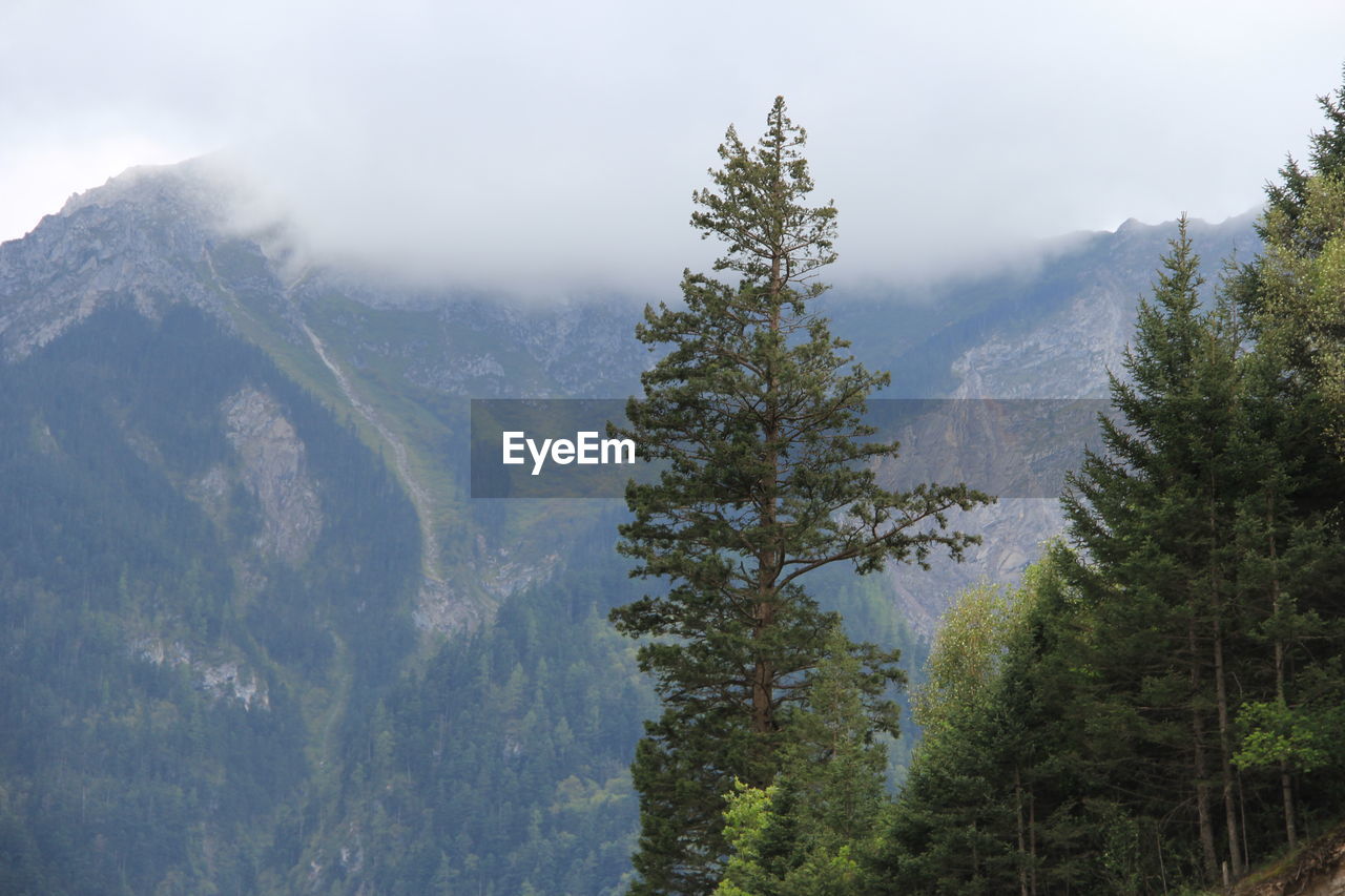 Scenic view of pine trees against sky