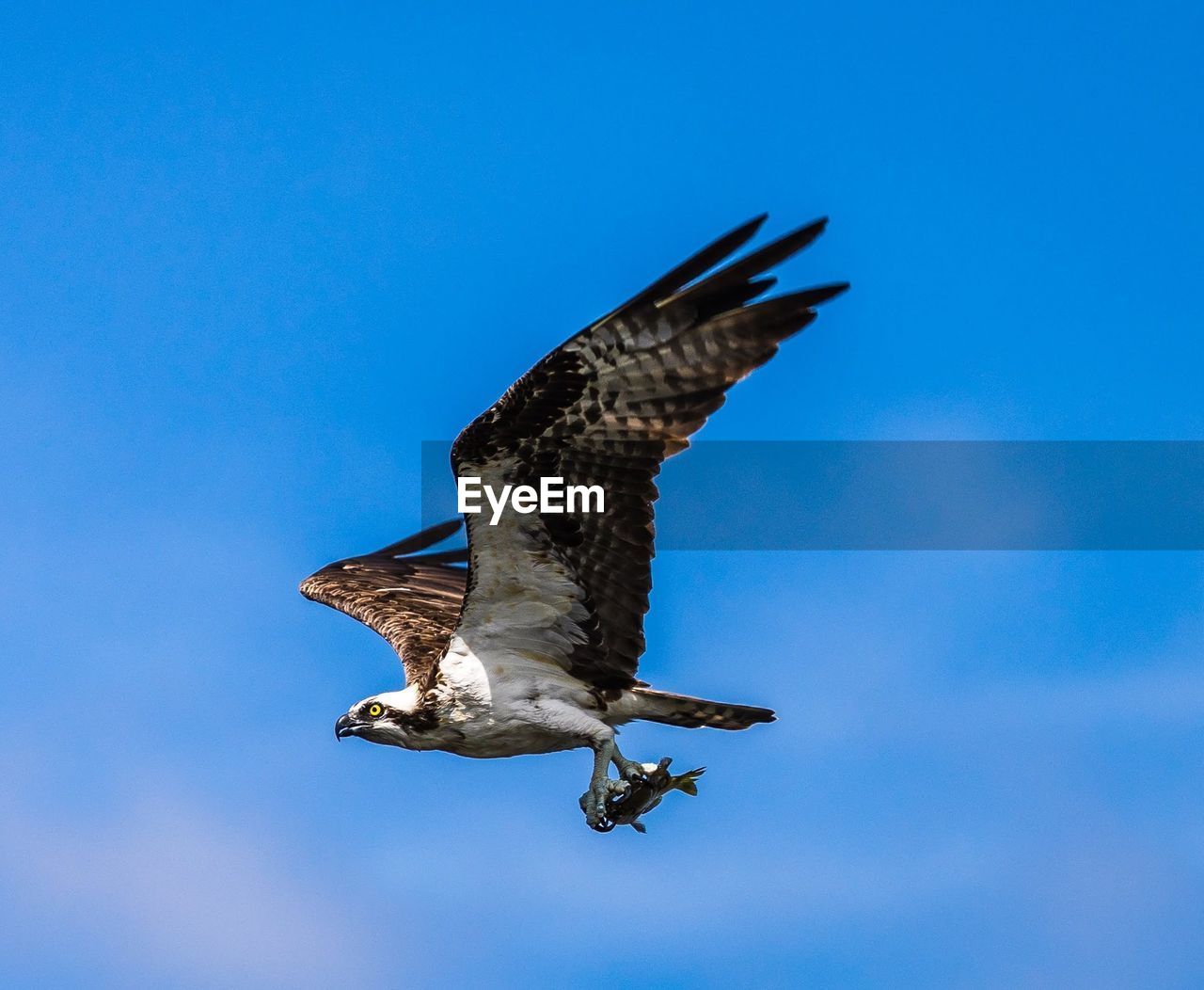 Low angle view of bird flying against clear blue sky, osprey catches two fish