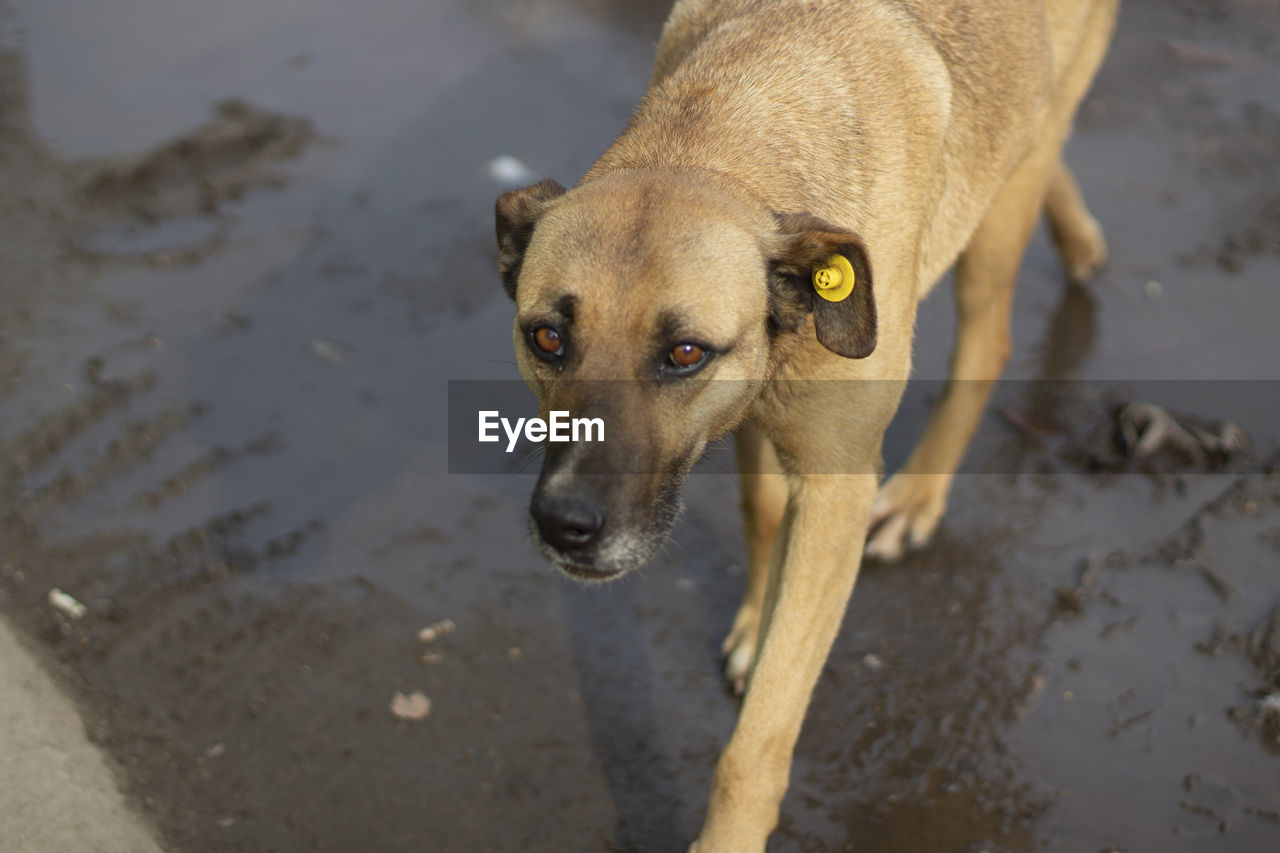 HIGH ANGLE VIEW OF DOG