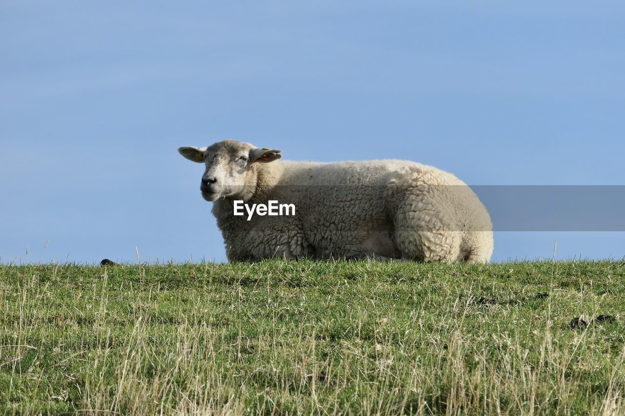 VIEW OF A SHEEP ON FIELD