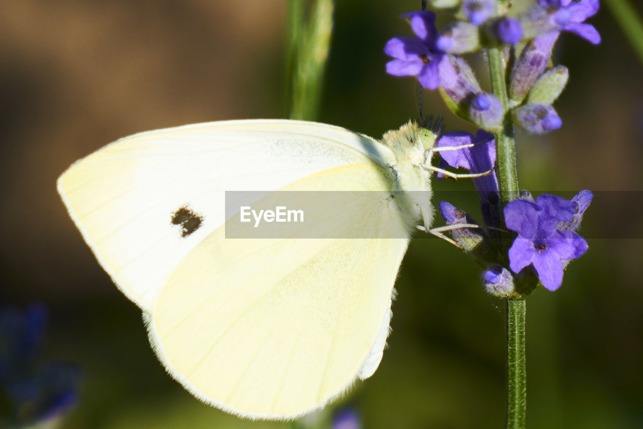 CLOSE-UP OF BUTTERFLY POLLINATING FLOWER